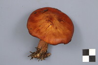 Suillus grevillei image